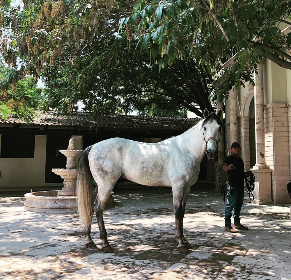 picadero quinta de torres caballo